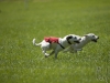 Coursing
