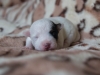 Fena/Female 3