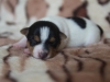Fena/Female 1