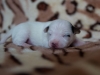 Pes/Male 1