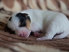 Fena/Female 4