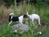 garden fun