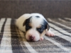 Fena/Female 4