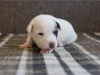 Fena/Female 3