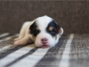 Fena/Female 5
