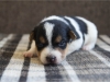 Fena/Female 2