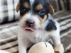 Fena/Female 2