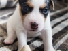 Fena/Female 5