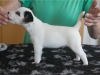 pejsek / male 1