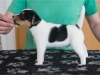 pejsek / male 3