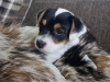 pejsek / male 2
