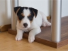 fenka / female 4
