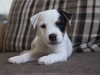 fenka / female 3