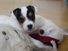 fenka / female 5